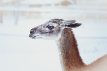 Guanaco on a natural winter background, portrait