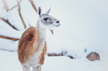 Obraz premium Guanaco on a natural winter background, portrait