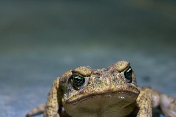 Macro of a green and brown frog isolated on black and gray background 