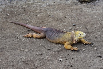 Yellow iguana in nature