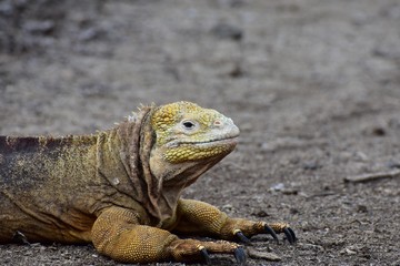 Yellow iguana in nature