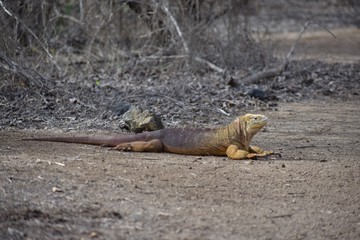 Yellow iguana in nature