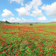 Red wild flowers blossom. Red anemone blooming under the beautiful on a green meadow on sunny day