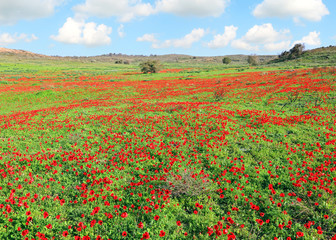 Red wild flowers blossom. Red anemone blooming under the beautiful on a green meadow on sunny day