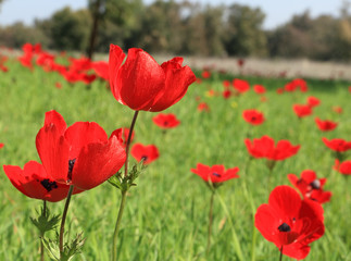 Plakat Red wild flowers blossom. Red anemone blooming under the beautiful on a green meadow on sunny day
