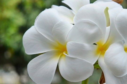 Plumeria and white leaves on the tree.