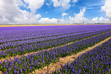 Fototapeta na wymiar Fields of blooming blue and purple hyacinths in Lisse, Netherlands. It’s known for the Keukenhof garden, which has millions of spring-flowering bulbs. Magic Dutch spring flowers blossom 