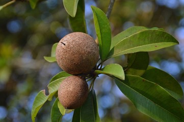 sapodilla fruit