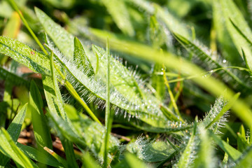 background of green fresh grass with dew in the morning