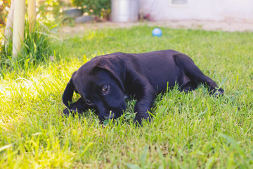 Black mixed cute breed labrador puppy laying on grass