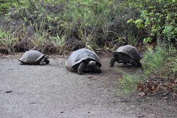 Three Giant tortoises in the wild