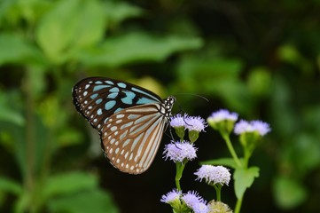 butterfly on flower
