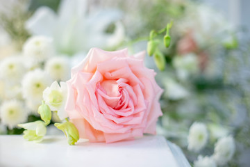 Pink rose at wedding ceremony on blur background. Shallow dept of field.