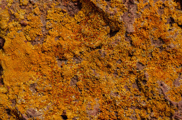 Lichen Texture Pattern