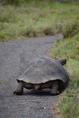 Giant tortoise in the wild