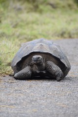 Giant tortoise in the wild