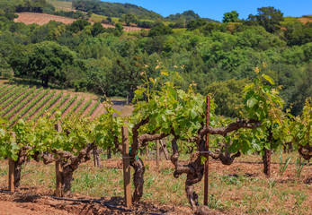 Fototapeta na wymiar Close view of old grape vines and rolling hills at a vineyard in the spring in Sonoma County, California, USA