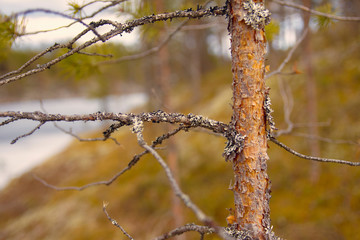 The trunk and branches of a young pine tree in early spring, closeup
