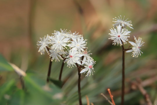 キクバオウレン（山野草）