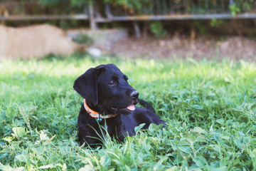 Black mixed breed labrador puppy sitting on grass with english bulldog in background.