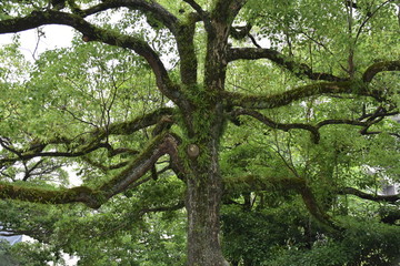 おどろおどろしい木１