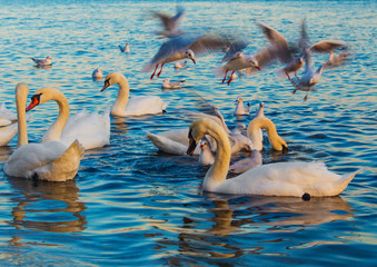 Beautiful swans and seagulls in the blue sea