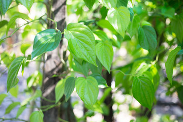 Fototapeta na wymiar betel leaf, Fresh piper betle