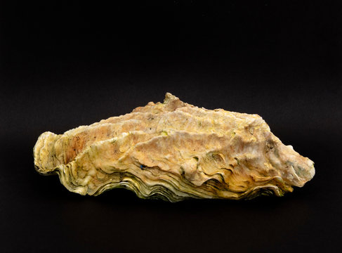 Oyster