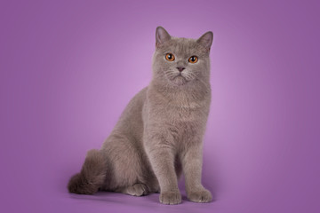 british cat on color background