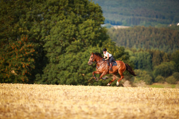 Horsewoman with horse galloping on a stubble field in summer photographed from the front from some...
