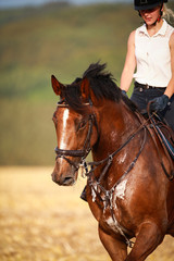 Horse with rider in close-up. Head portraits from the front, foamy, sweaty with front harness..