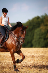 Horse with rider in close-up. Head portraits from the front, foamy, sweaty with front harness..