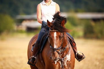 Horse with rider in close-up. Head portraits from the front, foamy, sweaty with front harness..