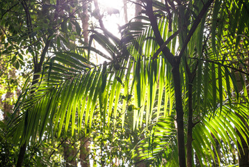back lit green palm frond