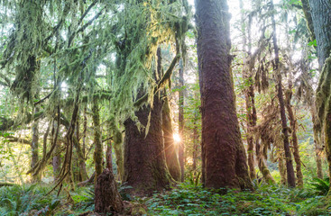 Fototapeta premium Rain forest
