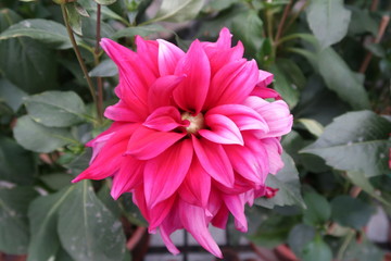 Obraz premium Hong Kong Flowers 