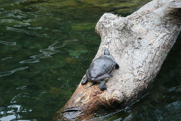Hong Kong Turtle