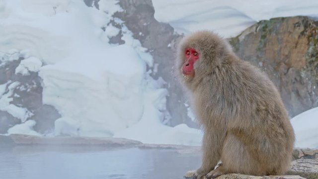 Japanese monkey. Jigokudani Monkey Park, Nagano Prefecture, Japan.