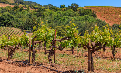 Close view of old grape vines at a vineyard in the spring in Sonoma County, California, USA