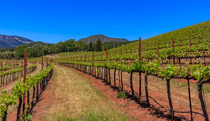 Fototapeta na wymiar Close view of grape vines at a vineyard in the spring in Sonoma County, California, USA