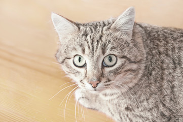 Tabby male cat looking with distrust and a little scared. Cat looks into the lens. Portrait of Tabby cat on floor background.