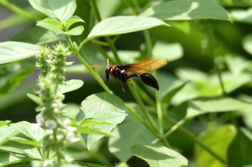 wasps fly on leaves