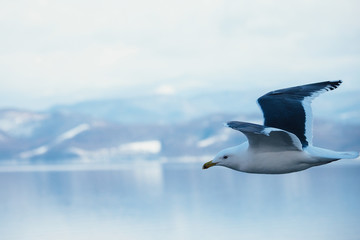 カモメ冬景