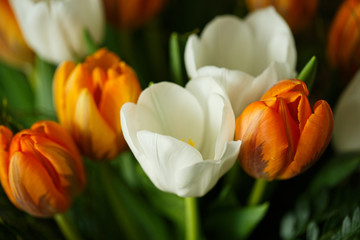spring flowers tulips in the garden