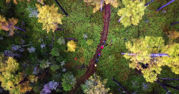 Group of tourists is walking along the path through the marsh area, wetland that is dominated by herbaceous rather than woody plant species. Sikhote-Alin Nature Reserve, Russia. Top aerial view