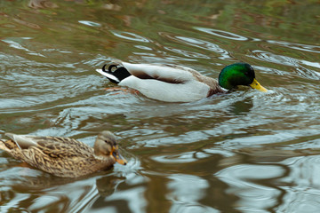 Wild ducks in the autumn pond