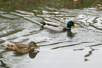Wild ducks in the autumn pond