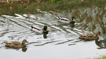 Wild ducks in the autumn pond