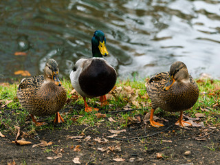 Wild ducks in the autumn pond