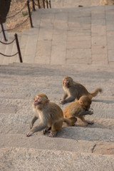 Primates in the park in China